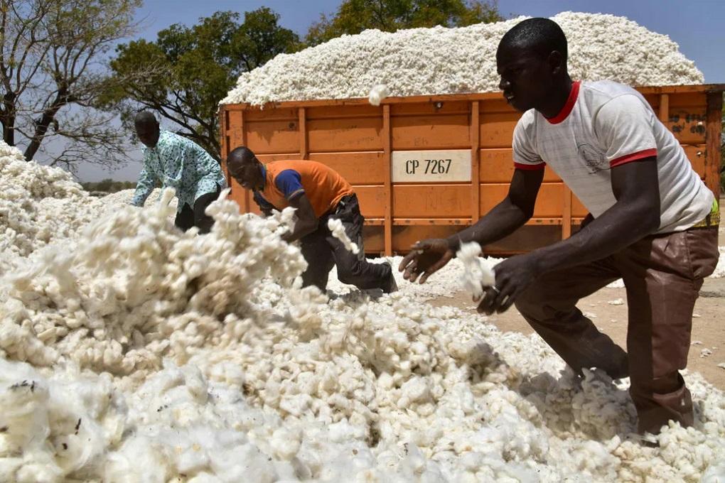 Production cotonnière : le Bénin, 1er producteur de la zone CFA