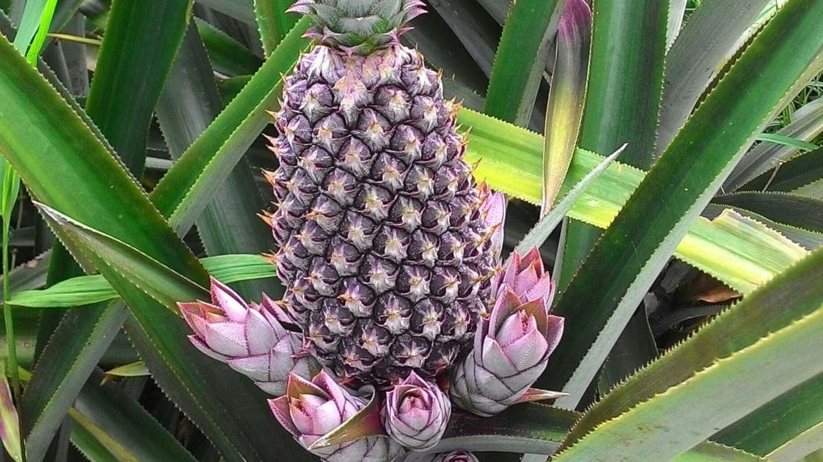 Exportations agricoles : le Bénin vise 12 000 tonnes d’ananas frais en 2026